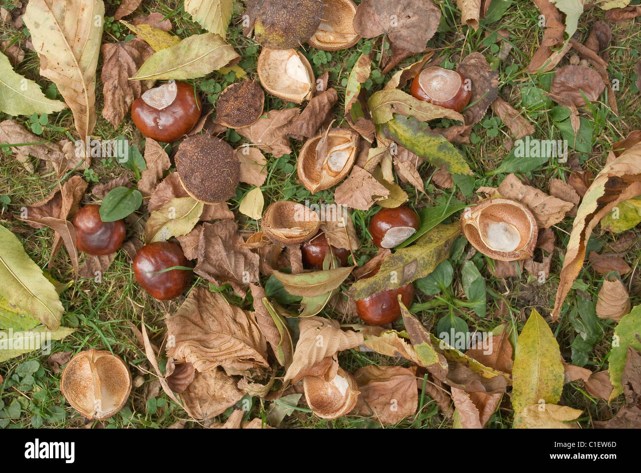 Raw castagne selvatiche come simbolo del mangiare sano Foto Stock