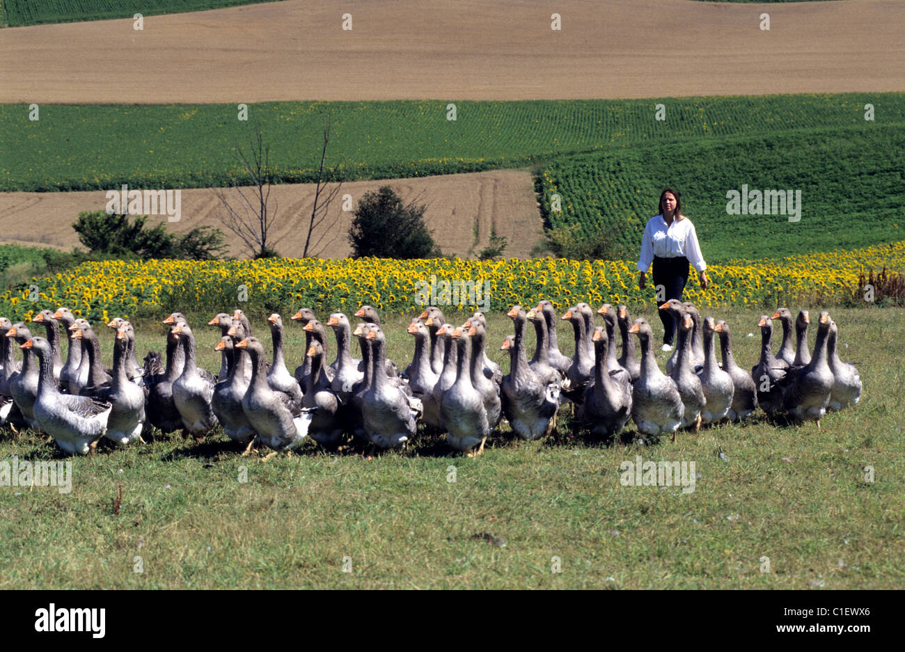 Francia, Gers, Gascogne, Mas d'Auvignon, Elisabeth Pysz solleva le oche per rendere il foie gras presso la sua azienda agricola Foto Stock