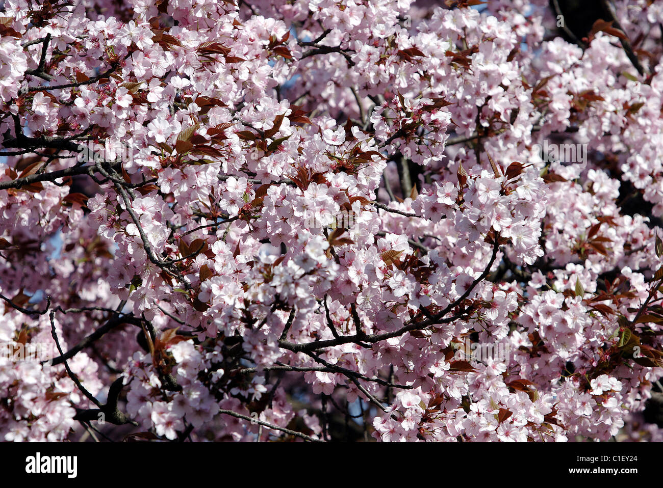 Japan, Honshù Island, Takayama, cherry blossom in spring Foto Stock
