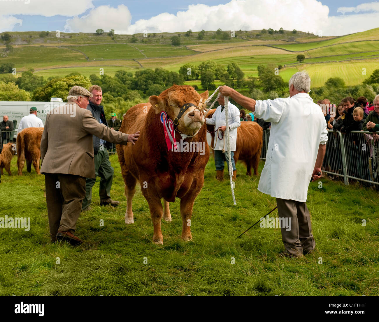 Bestiame al Kilnsey Show, North Yorkshire Foto Stock