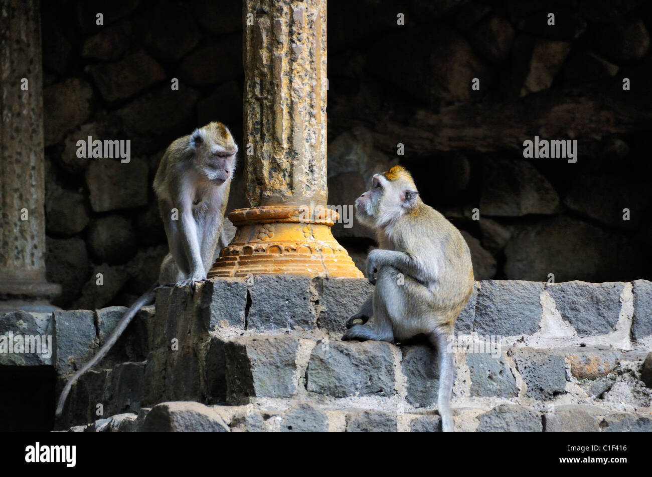 Crabeating scimmie macaco (Macaca fascicularis, lunga coda macaque) Foto Stock