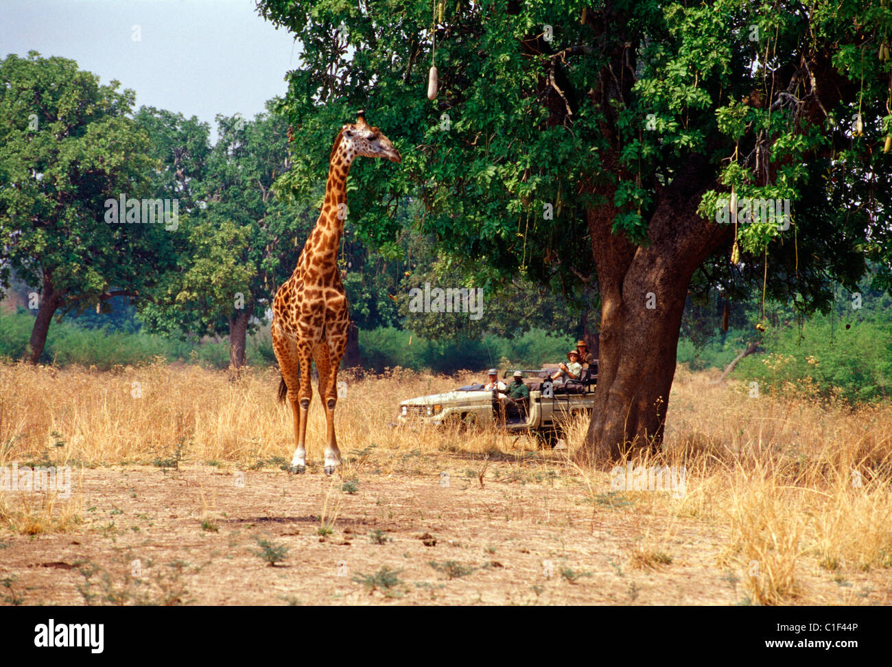 Persone in sommità aperta la visualizzazione del veicolo giraffe nel parco di safari Foto Stock