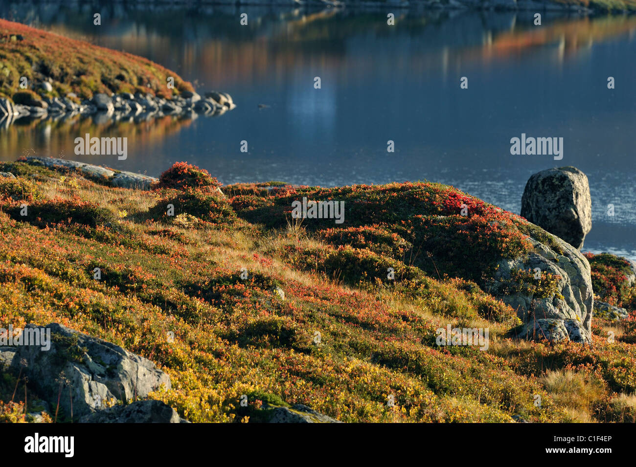 I colori autunnali su un alpine moor,Röldal Norvegia Foto Stock