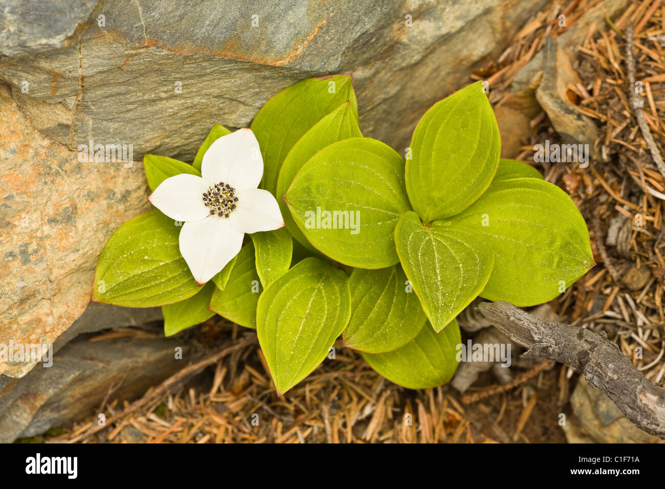 Primo piano del fiore di Dwarf Sanguinello (Bunchberry) a Lowell punto sulla Penisola di Kenai vicino a Seward in Alaska centromeridionale. Foto Stock