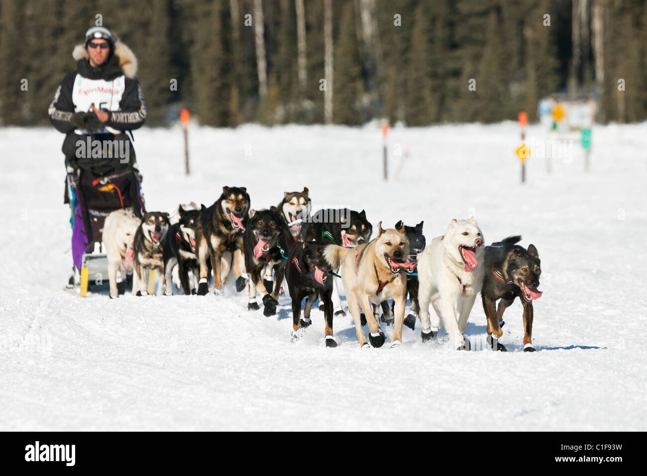 Musher Sven Haltmann competere nel trentanovesimo sentiero Iditarod Sled Dog Race sul lungo lago dopo aver lasciato Willow Lago di riavviare. Foto Stock