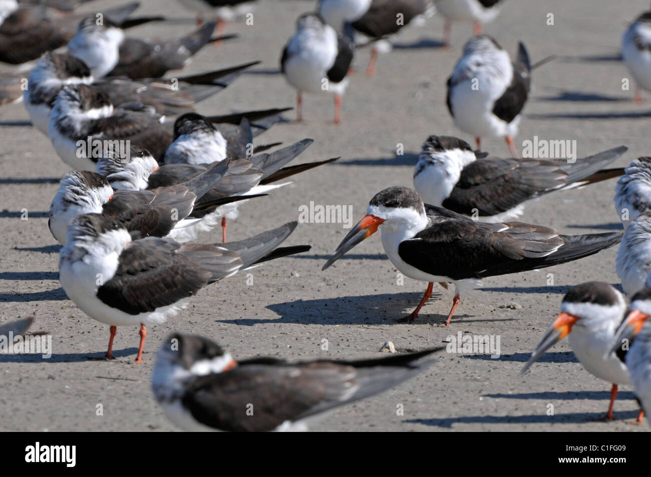 Nero: Skimmer Rynchops niger. Gruppo sulla spiaggia. Isola luna di miele, Florida, Stati Uniti d'America Foto Stock