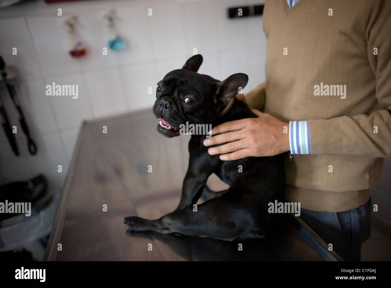 Un cane sta con il suo proprietario nella tabella di pronto soccorso di un ospedale di Pet in Condesa, Città del Messico, 22 febbraio 2011. Foto Stock