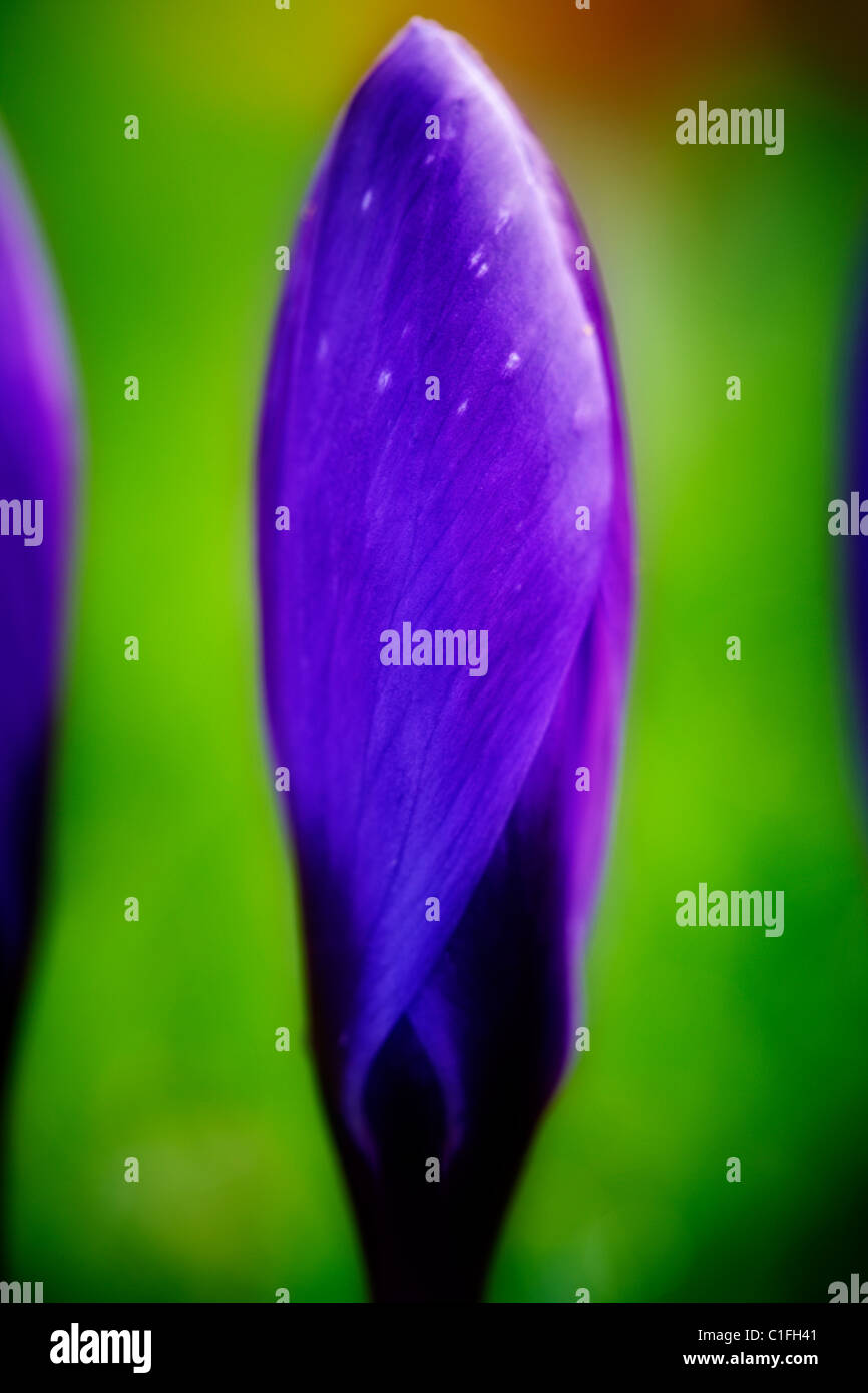 Un imporpori fiore Crocus Foto Stock