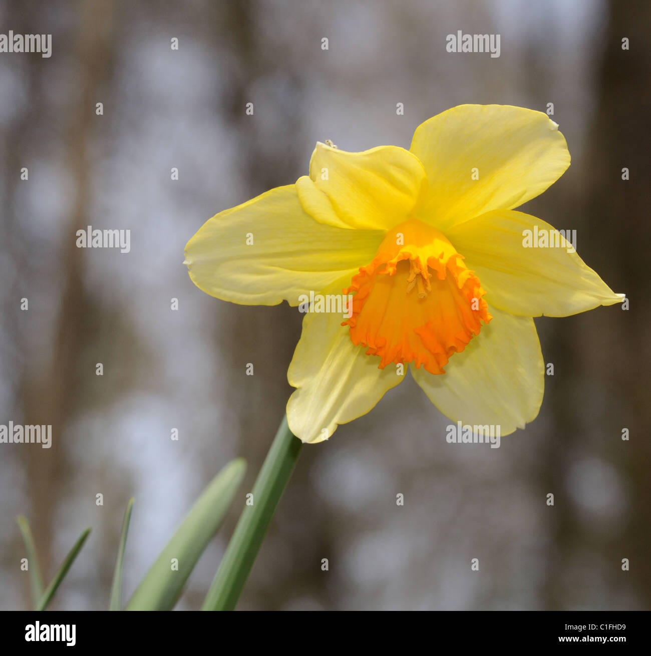Un daffodil fioritura in primavera Foto Stock