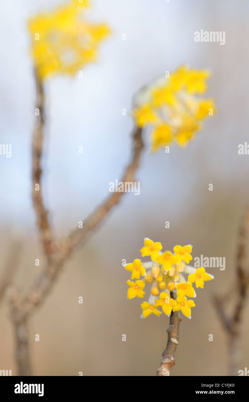 Vista artistica di un fiore in fiore Foto Stock