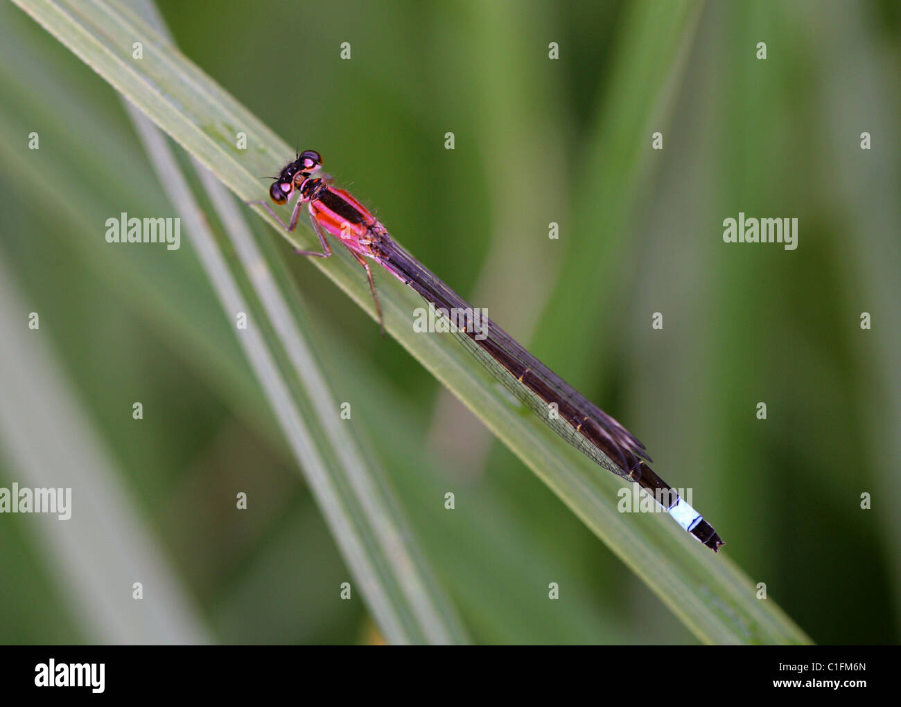 Femmina Blu-tailed Damselfly, Ischnura elegans, Coenagrionidae, odonati. Modulo Rufescens. Foto Stock