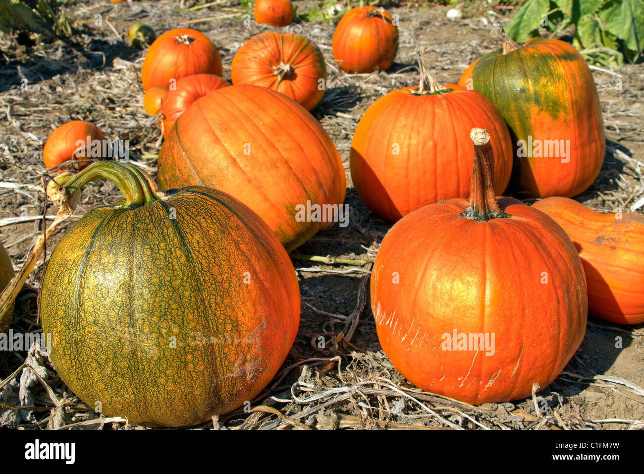 Zucca Patch a Oregon terreni agricoli in caduta stagione 4 Foto Stock
