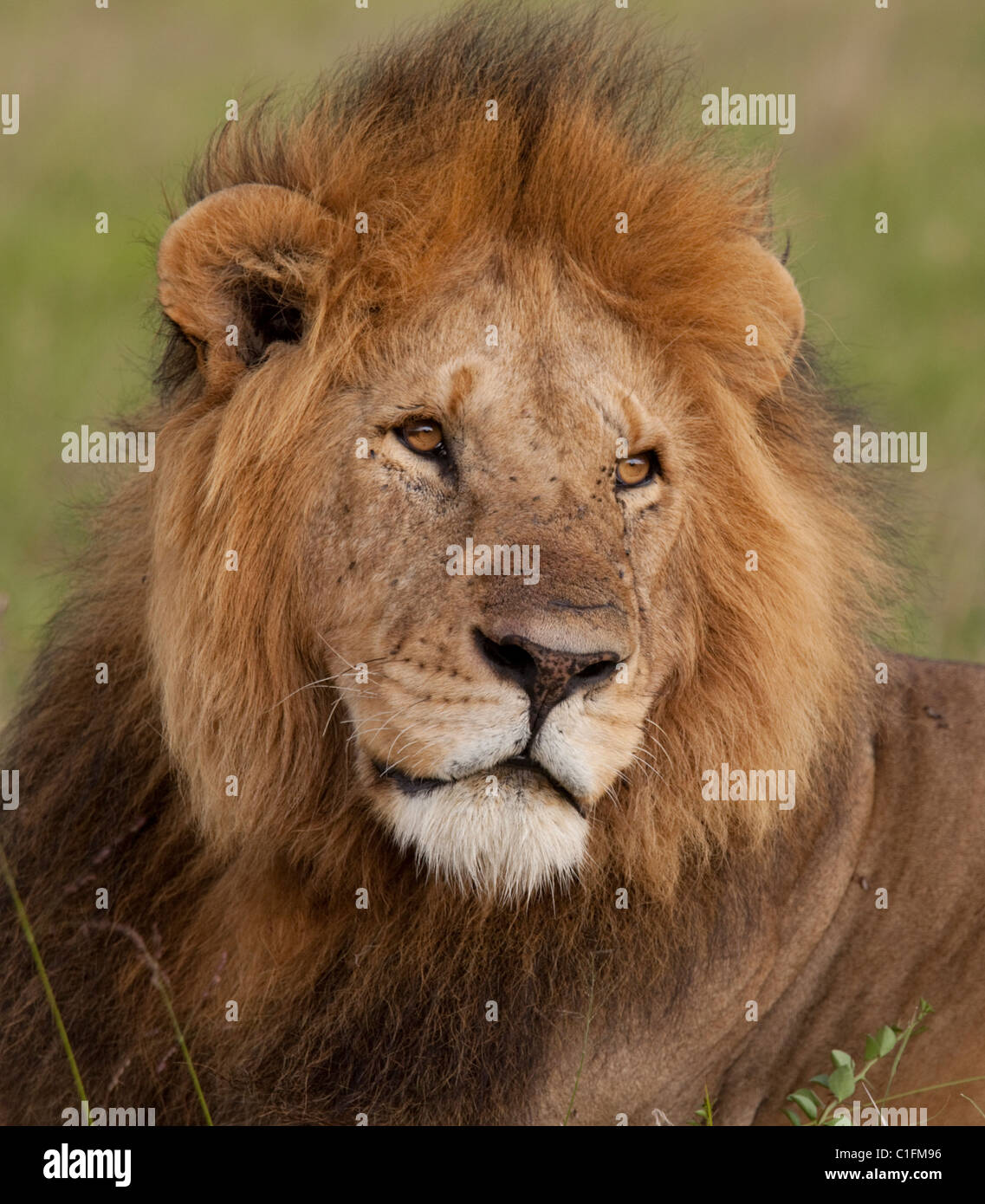 Ritratto grande maschio lion Masai Mara Game Reserve Kenya Foto Stock