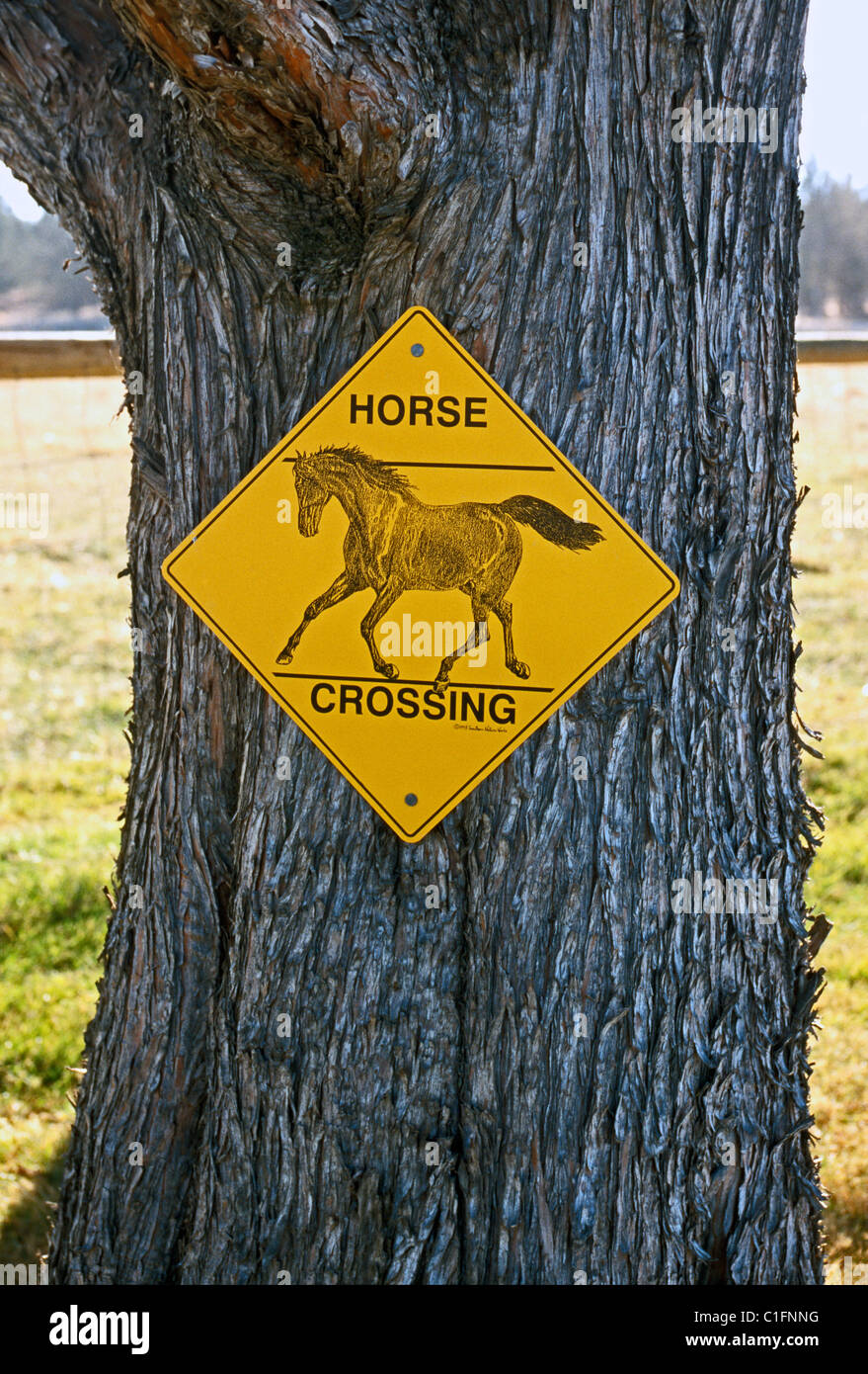 Un giallo illustrato segno di avvertimento che i cavalli possono essere attraversando la strada è inchiodato al tronco di un vecchio albero di ginepro in curva, Oregon, Stati Uniti d'America. Foto Stock