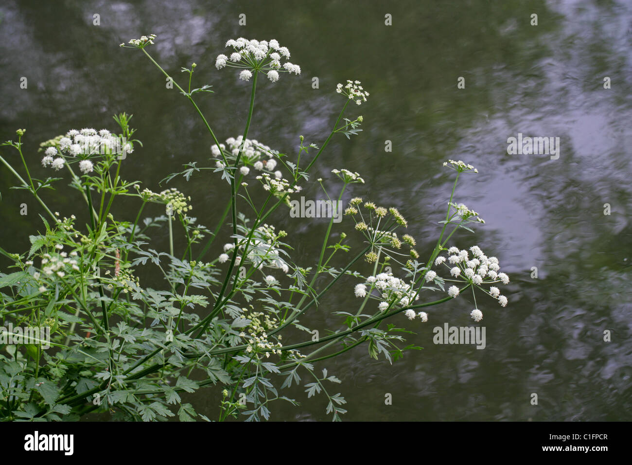 La cicuta acqua Dropwort, Oenanthe crocata, Apiaceae. Un britannico di fiori selvatici. Foto Stock