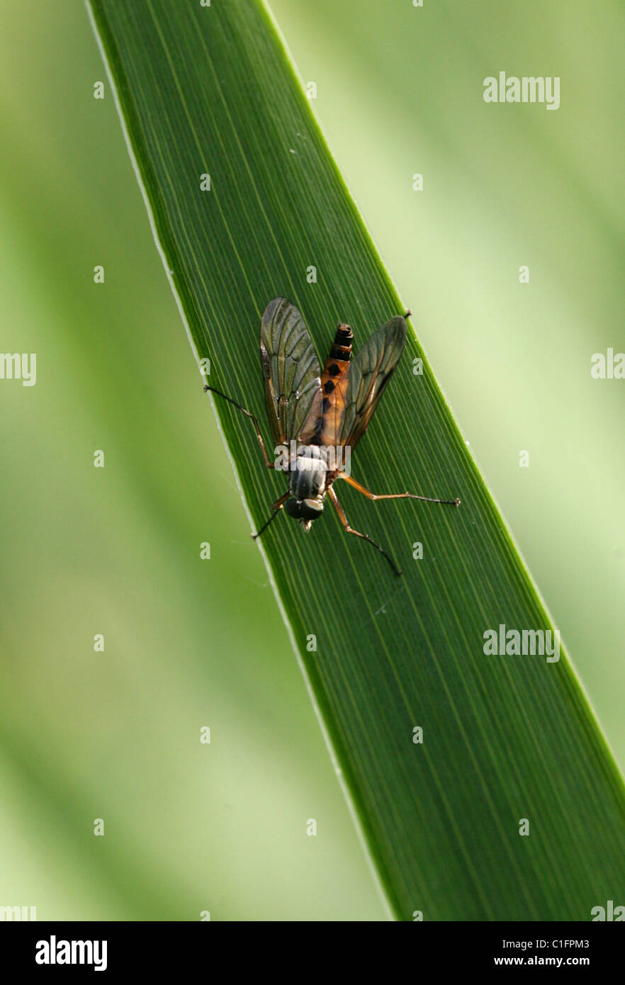 Downlooker beccaccino Fly, Rhagio scolopaceus, Rhagionidae, Diptera. Maschio. Foto Stock