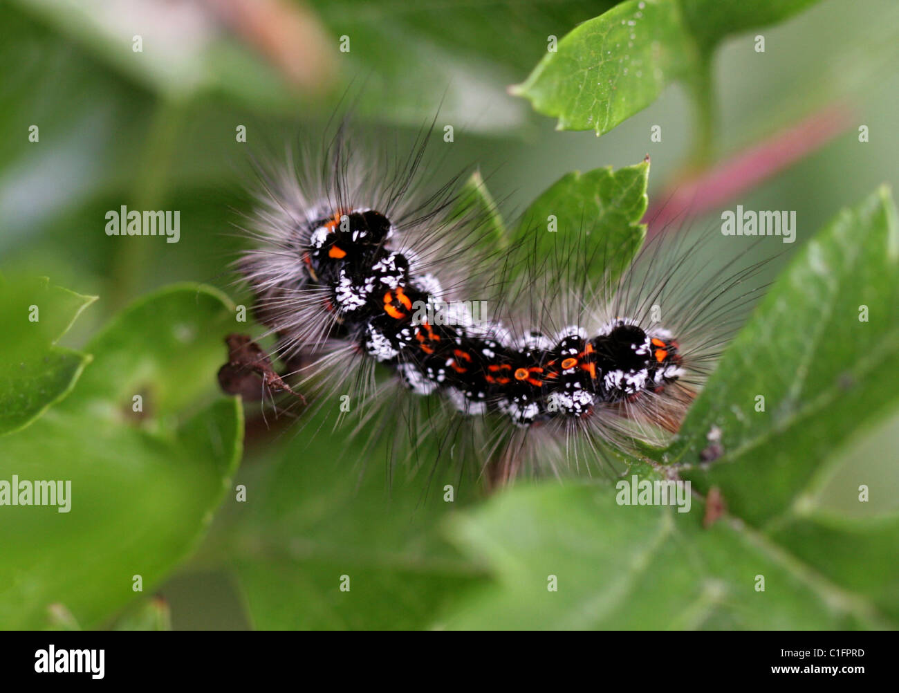 Larva del giallo-coda di Tarma, Euproctis similis (Syn. Sphrageidus similis), Lymantriidae, Noctuoidea, Lepidotteri. Foto Stock