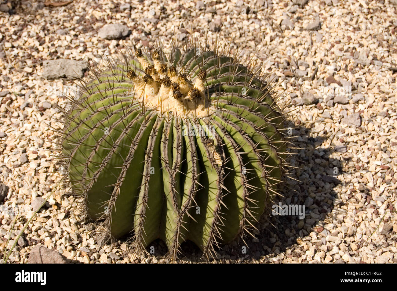 Canna gigante Cactus (Echinocactus platyacanthus) Foto Stock