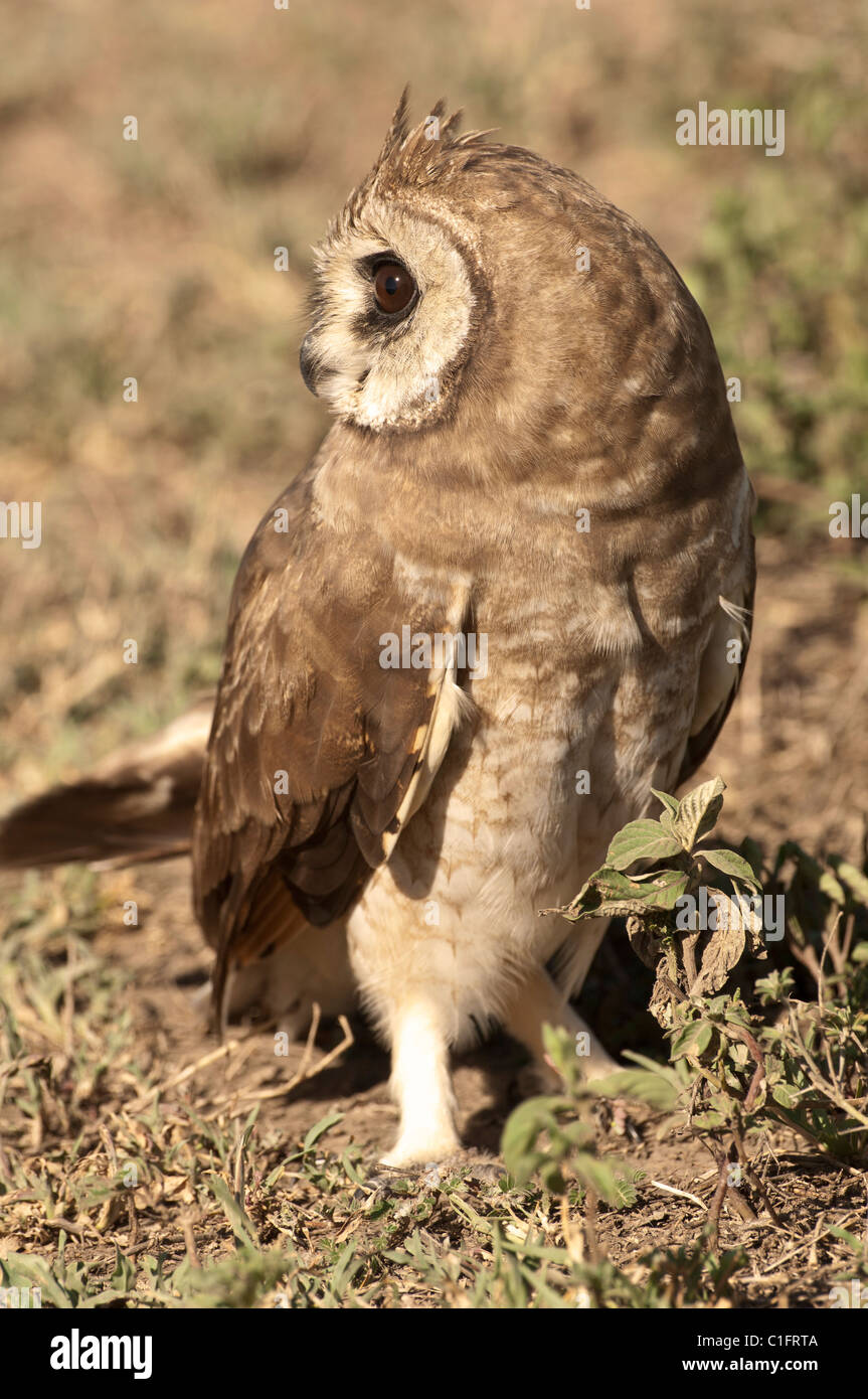Foto di stock di un African Marsh Owl sulla savana. Foto Stock