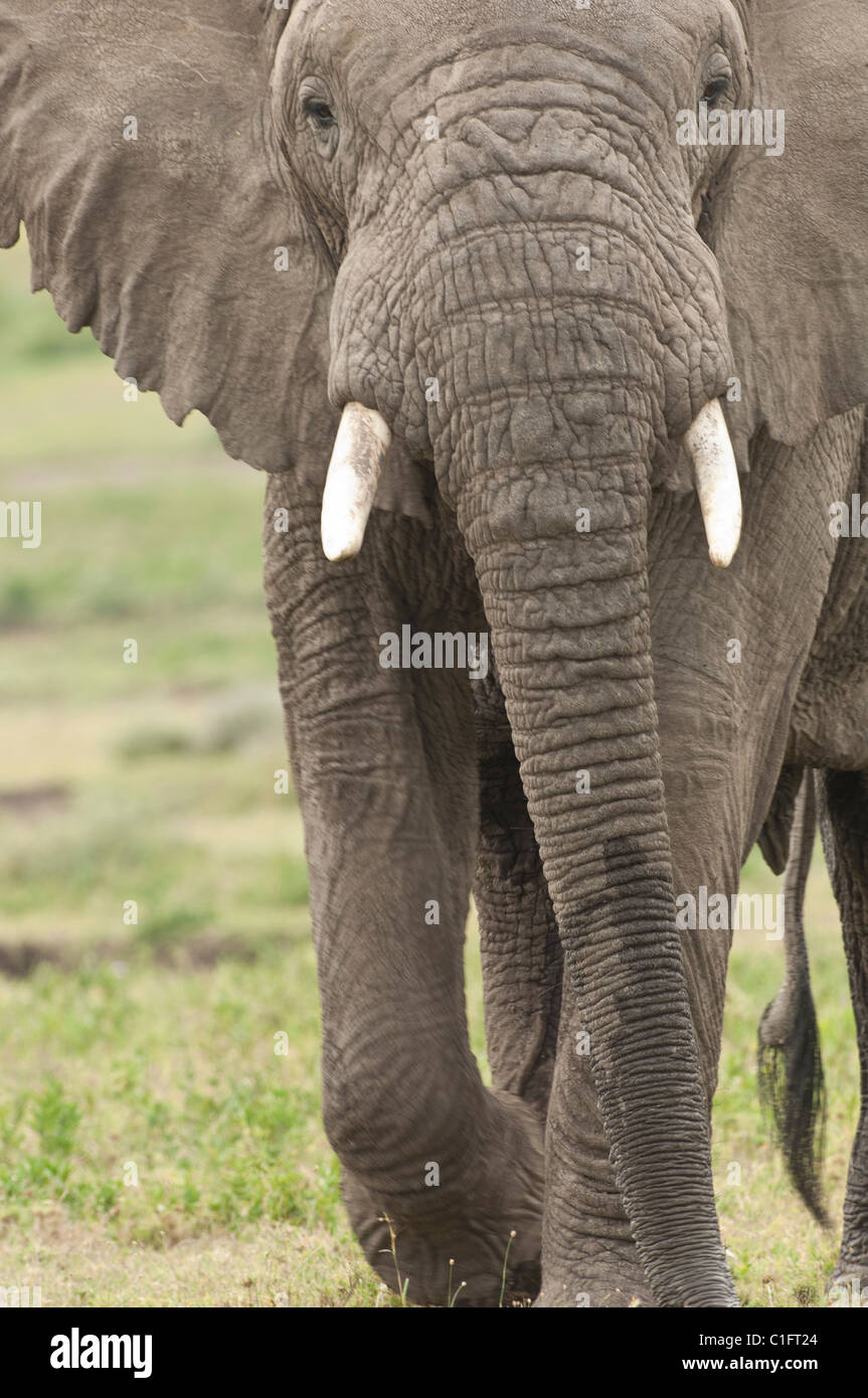 Stock Foto di un elefante africano a camminare più vicino. Foto Stock