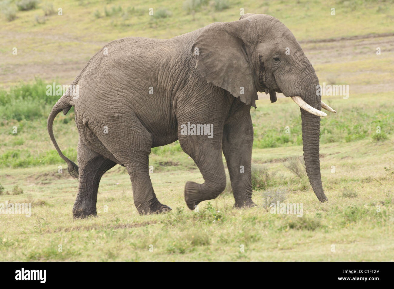 Stock Foto di un elefante africano godendo la sua gita giornaliera. Foto Stock