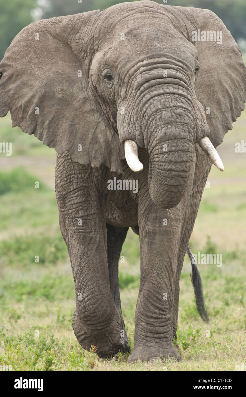 Stock Foto di un elefante africano a camminare più vicino. Foto Stock