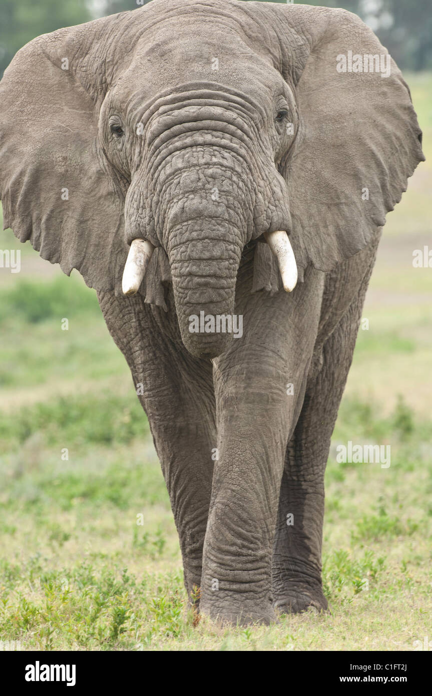 Stock Foto di un elefante africano a camminare più vicino. Foto Stock