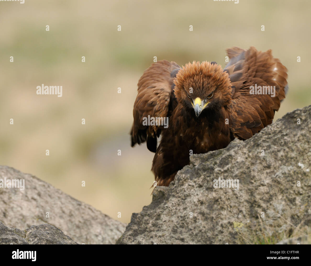 Golden Eagle, nel mezzo di alcune rocce in mostra il suo fiero o angriness mettendo la corona di piume Foto Stock