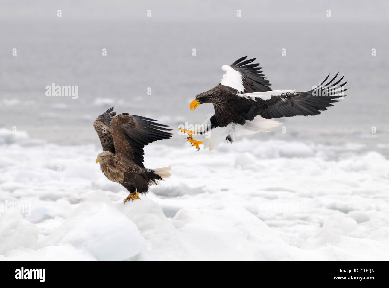 Stellers Sea Eagle attaccando un bianco-tailed Eagle sul ghiaccio galleggiante sul mare di Okhots vicino a Rausu, Hokkaide, Giappone Foto Stock Stellers Sea Eagle attaccando un bianco-tailed Eagle sul ghiaccio galleggiante sul mare di Okhots vicino a Rausu, Hokkaide, Giappone Foto Stock