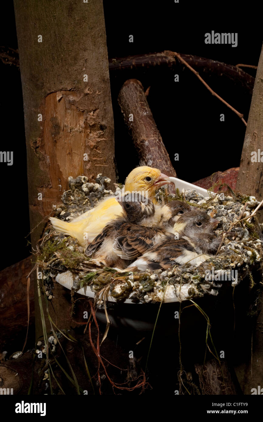 (Canarie Serinus canaria). Quasi fledged pulcini (15 giorni) in un nido artificiale pan in una voliera. Foto Stock