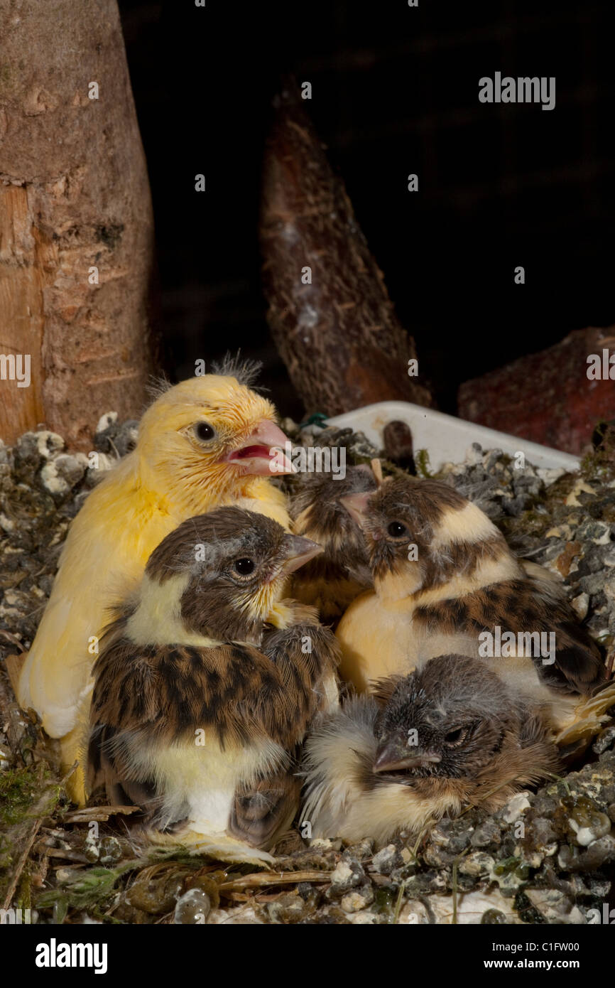 (Canarie Serinus canaria). Quasi fledged pulcini (15 giorni) in un nido artificiale pan in una voliera. Foto Stock