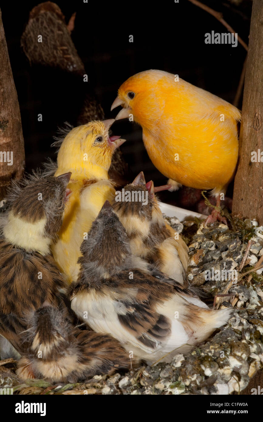 (Canarie Serinus canaria). Quasi fledged pulcini ( 14 giorni ) in un nido artificiale pan in una voliera. Foto Stock