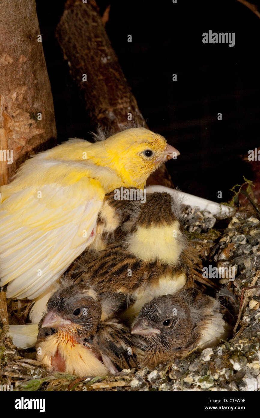 (Canarie Serinus canaria). Quasi fledged pulcini ( 14 giorni ) in un nido artificiale pan in una voliera. Pulcino giallo stretching Foto Stock