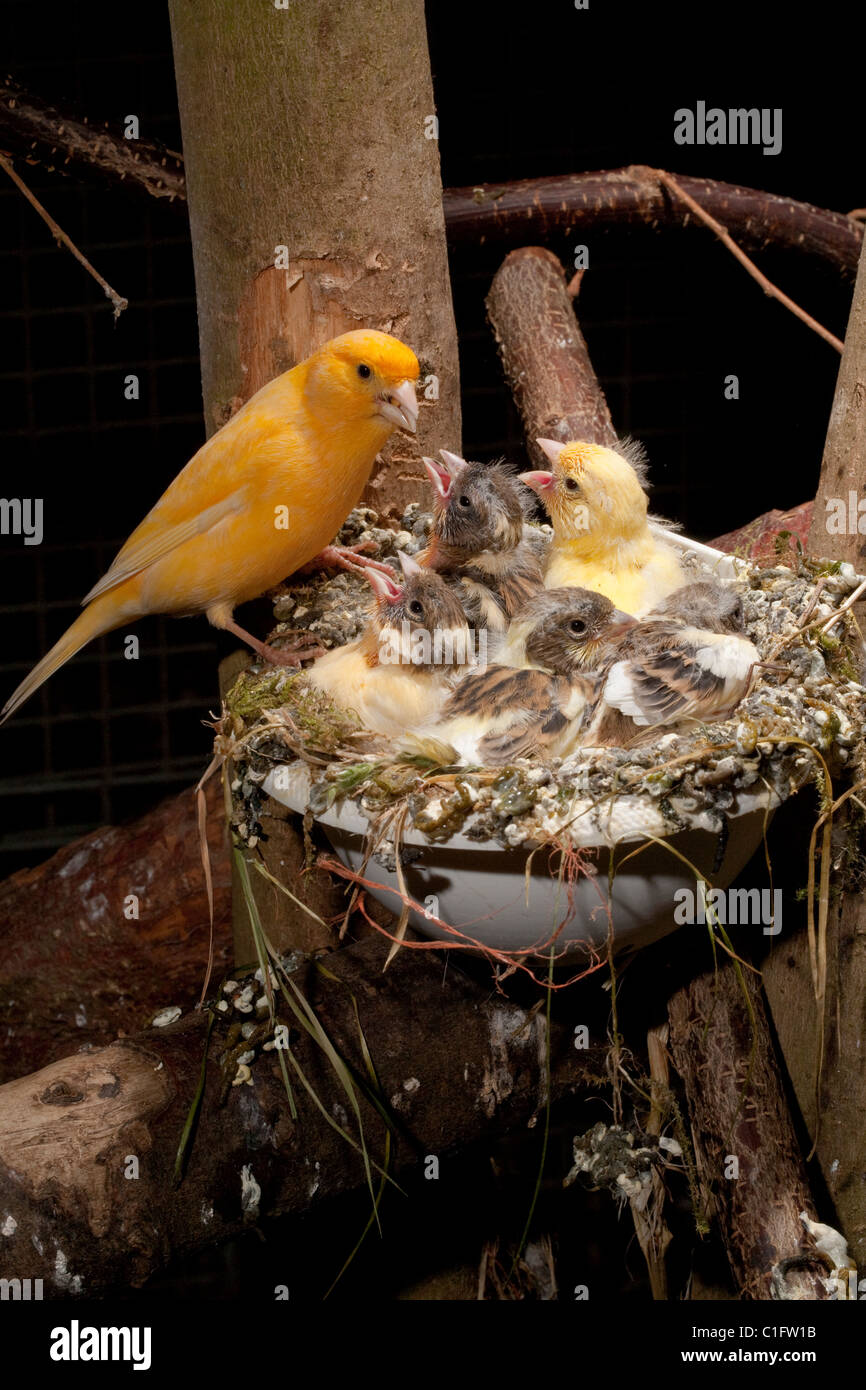 (Canarie Serinus canaria). Alimentazione principale quasi fledged pulcini (15 giorni) in un nido artificiale pan in una voliera. Foto Stock