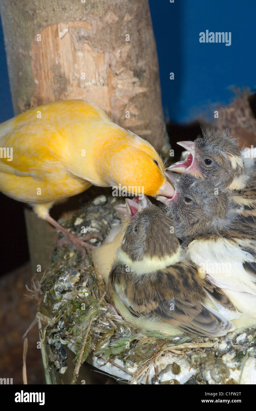 (Canarie Serinus canaria), alimentazione di 14 giorni di età i giovani nel nido. Voliera degli uccelli. Foto Stock
