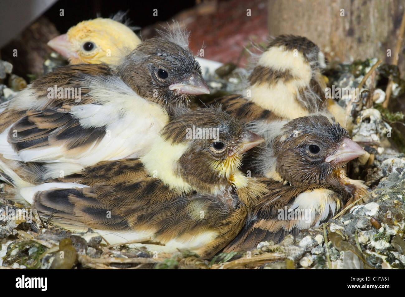 In canarie nidiacei (Serinus canaria). 15 pulcini di un giorno, ancora nel nido. Voliera degli uccelli. Foto Stock