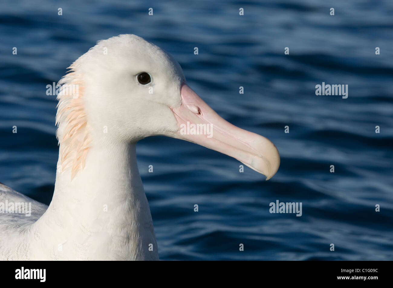 L'albatross vagabondante di Gibson (Diomedea exulans gibboni) Kaikoura, Nuova Zelanda Foto Stock