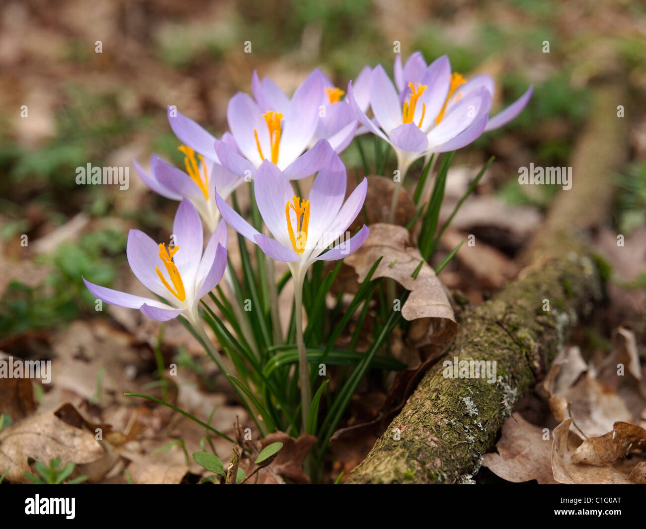 Crocus i fiori sono un segno che la primavera è vicina. Arcen, Zuid Limburgo, Paesi Bassi Foto Stock