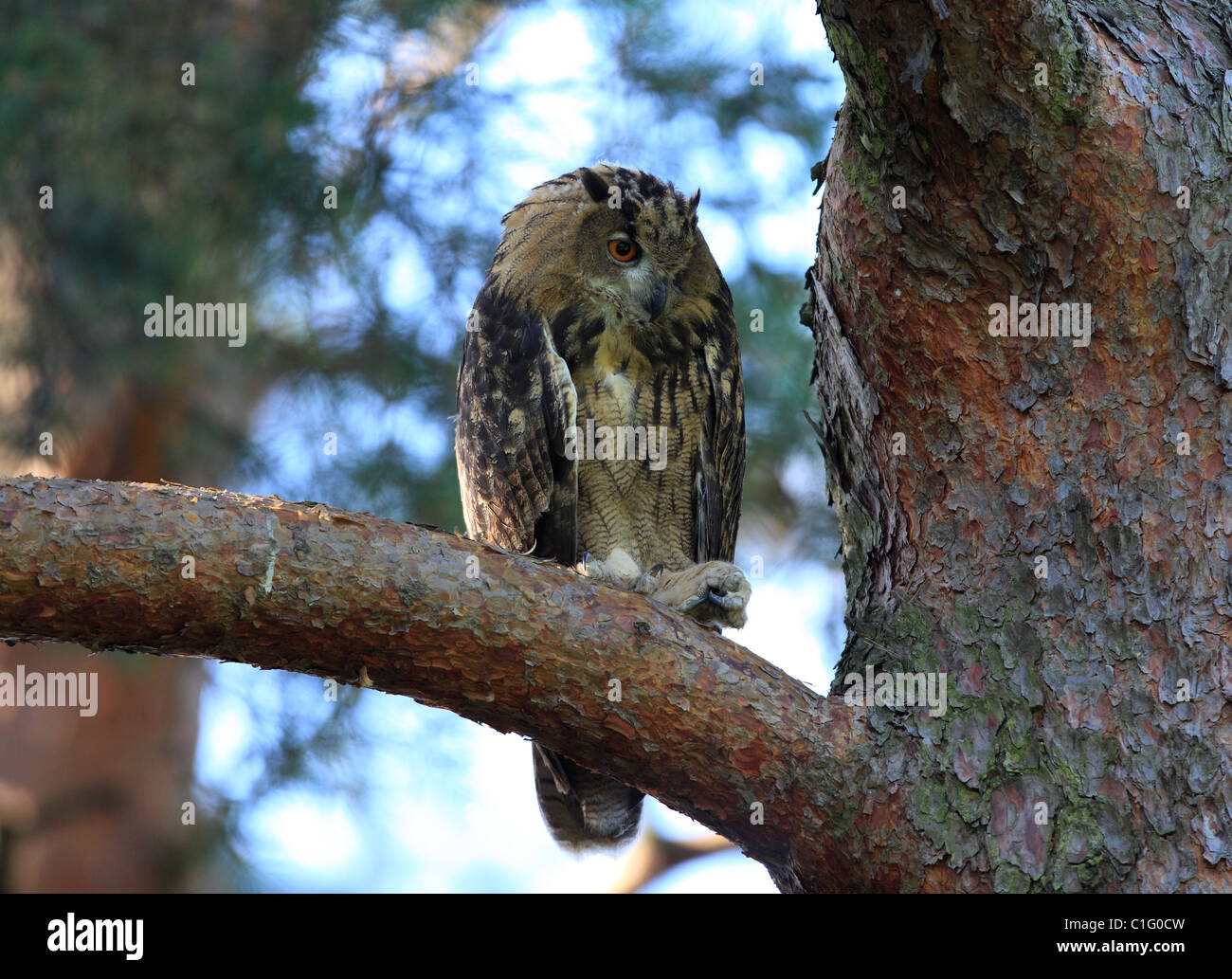 Giovani femmine gufo reale Foto Stock