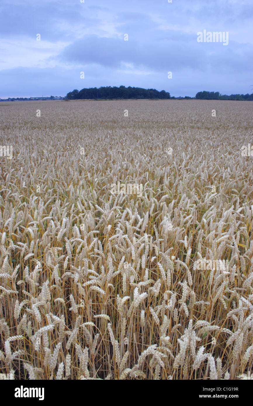 Campo di grano all'alba, estate, West Yorkshire, Regno Unito Foto Stock