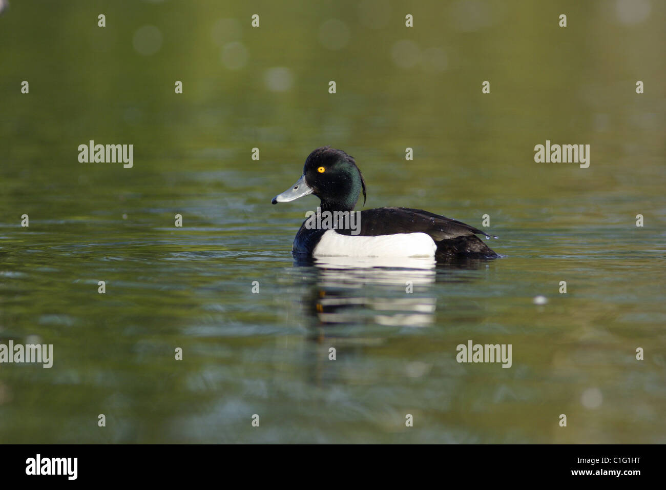 Maschio di moretta (Aythya fuligula) sul lago, nello Yorkshire, Regno Unito Foto Stock