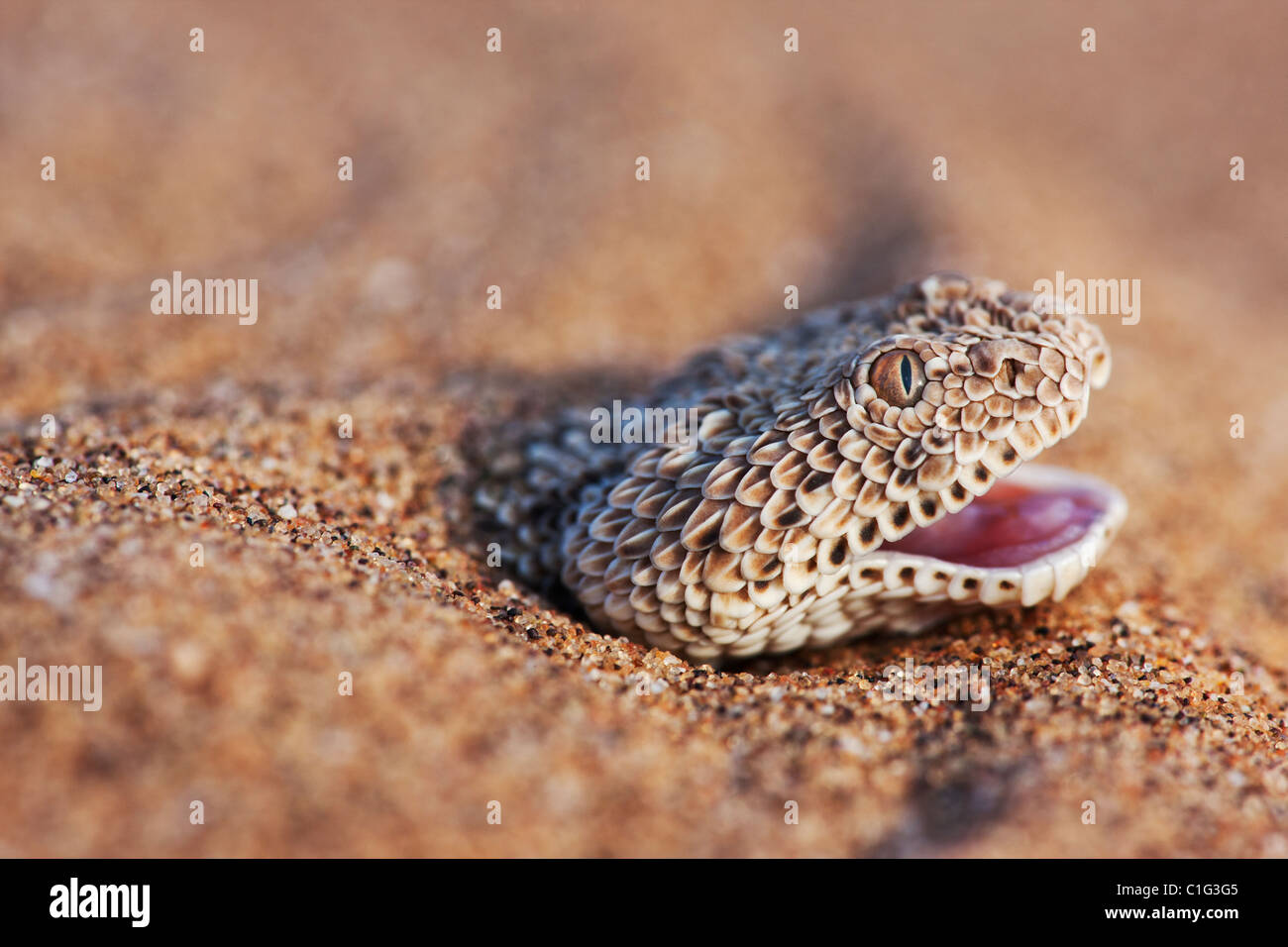 Il sommatore di Sidewinder (Bitis peringueyi) è un infame viper specie nel deserto del Namib Foto Stock