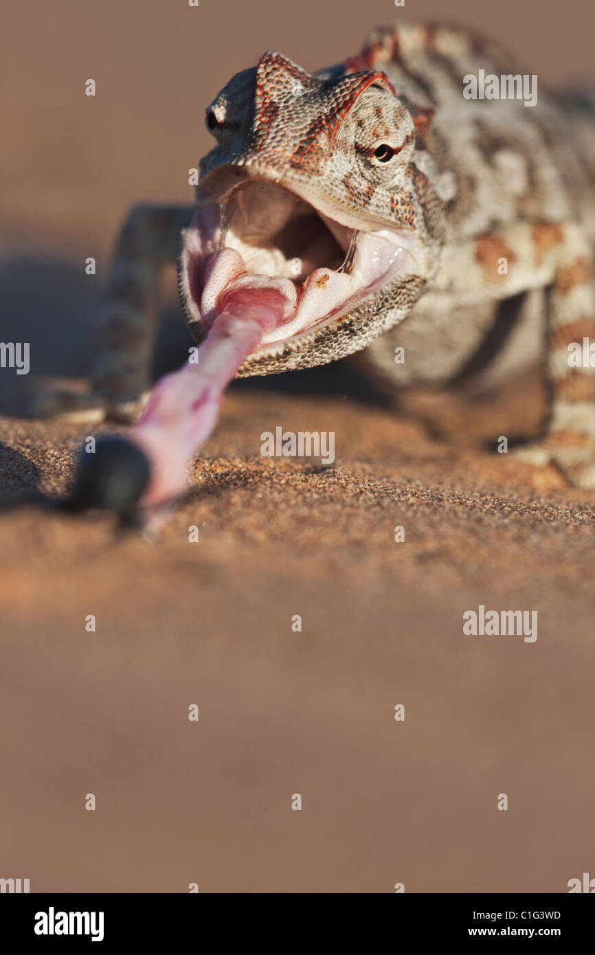 Namaqua Chameleon (Chamaeleo namaquensis) il cui habitat sono costituiti da aree di sabbia del deserto del Namib Foto Stock