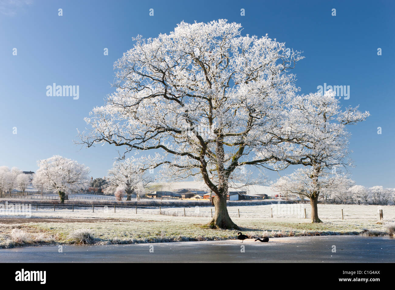 Trasformata per forte gradiente frosted tree sulle rive di un lago ghiacciato, Morchard Road, Devon, Inghilterra. Inverno (dicembre 2010). Foto Stock