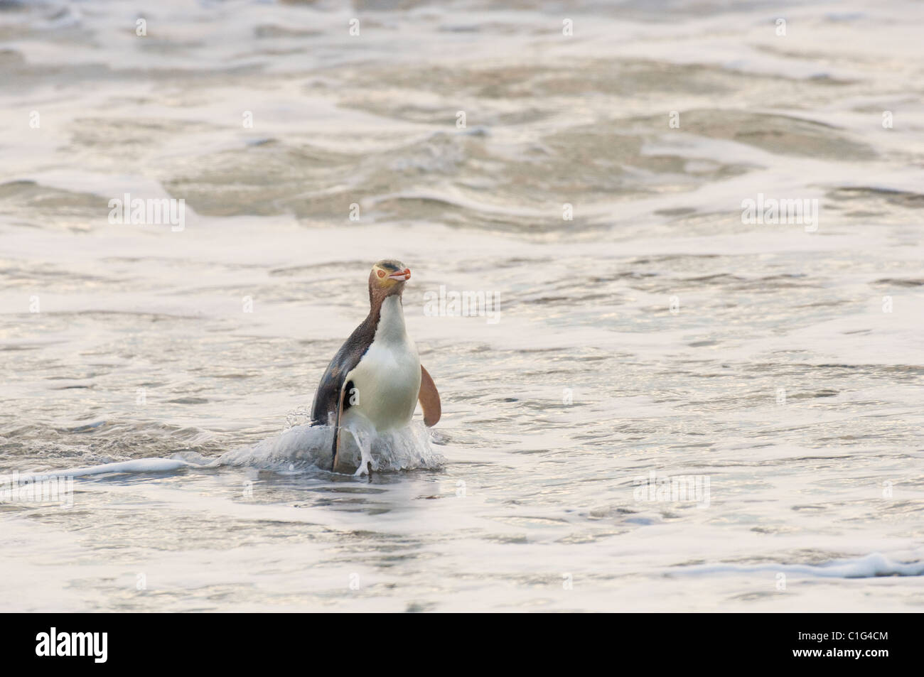 Giallo-eyed penguin (Megadyptes antipodes) Isola del Sud, Nuova Zelanda Foto Stock