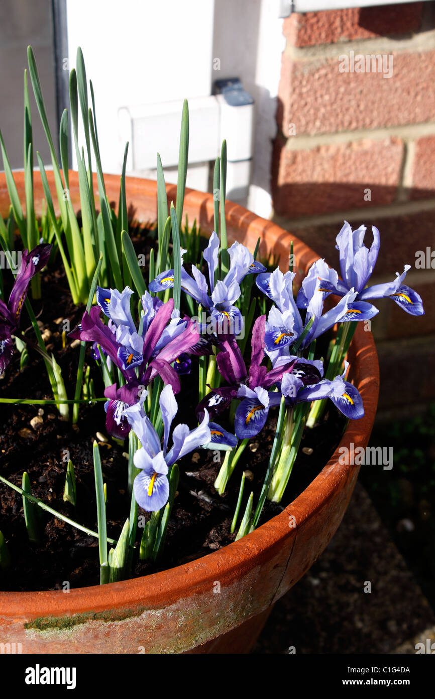 IRIS RETICULATA. IRIS NANA. Foto Stock