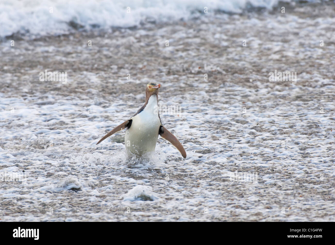 Giallo-eyed penguin (Megadyptes antipodes) Isola del Sud, Nuova Zelanda Foto Stock