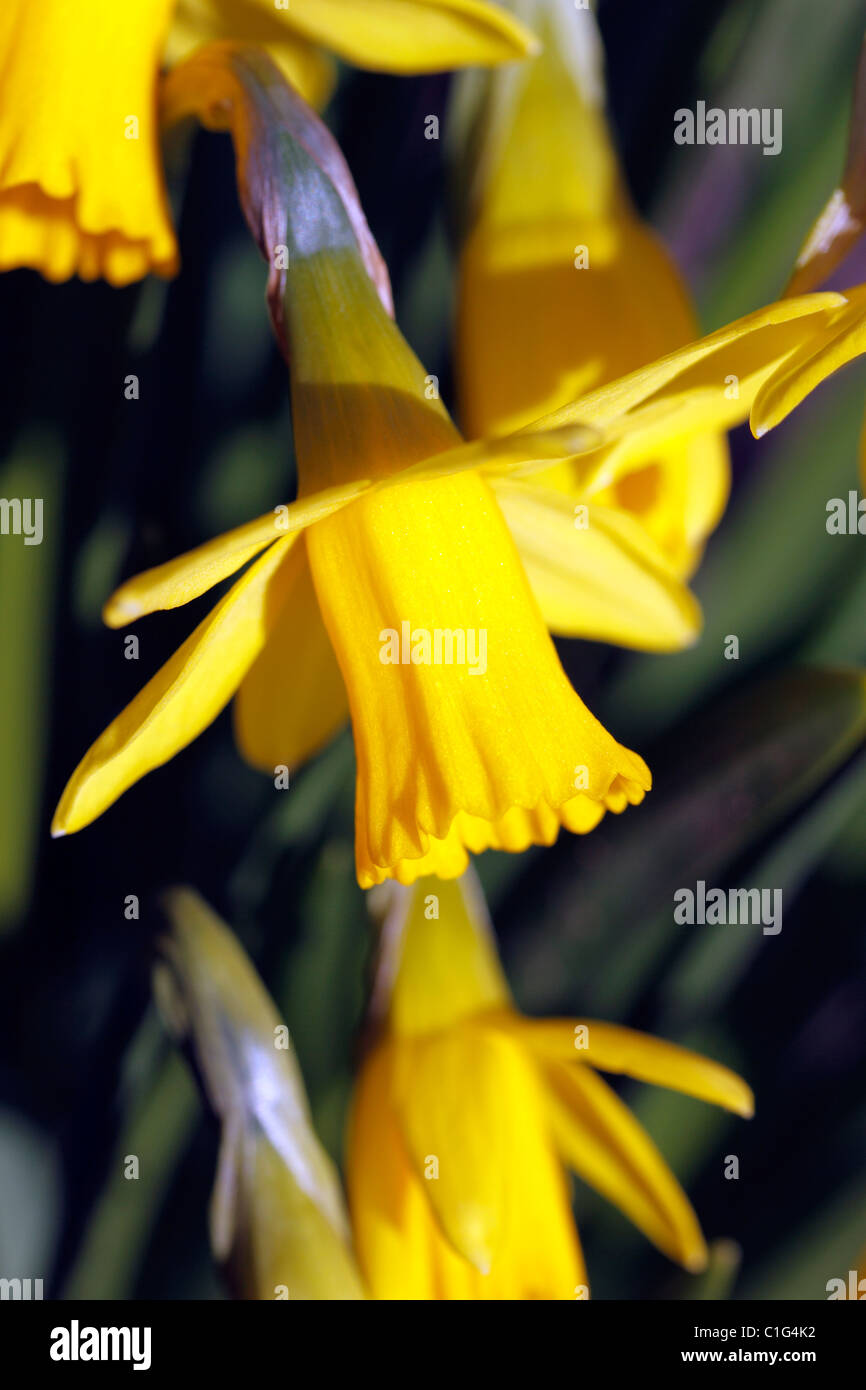 NARCISSUS DAFFODIL. TETE - a - tete. Foto Stock