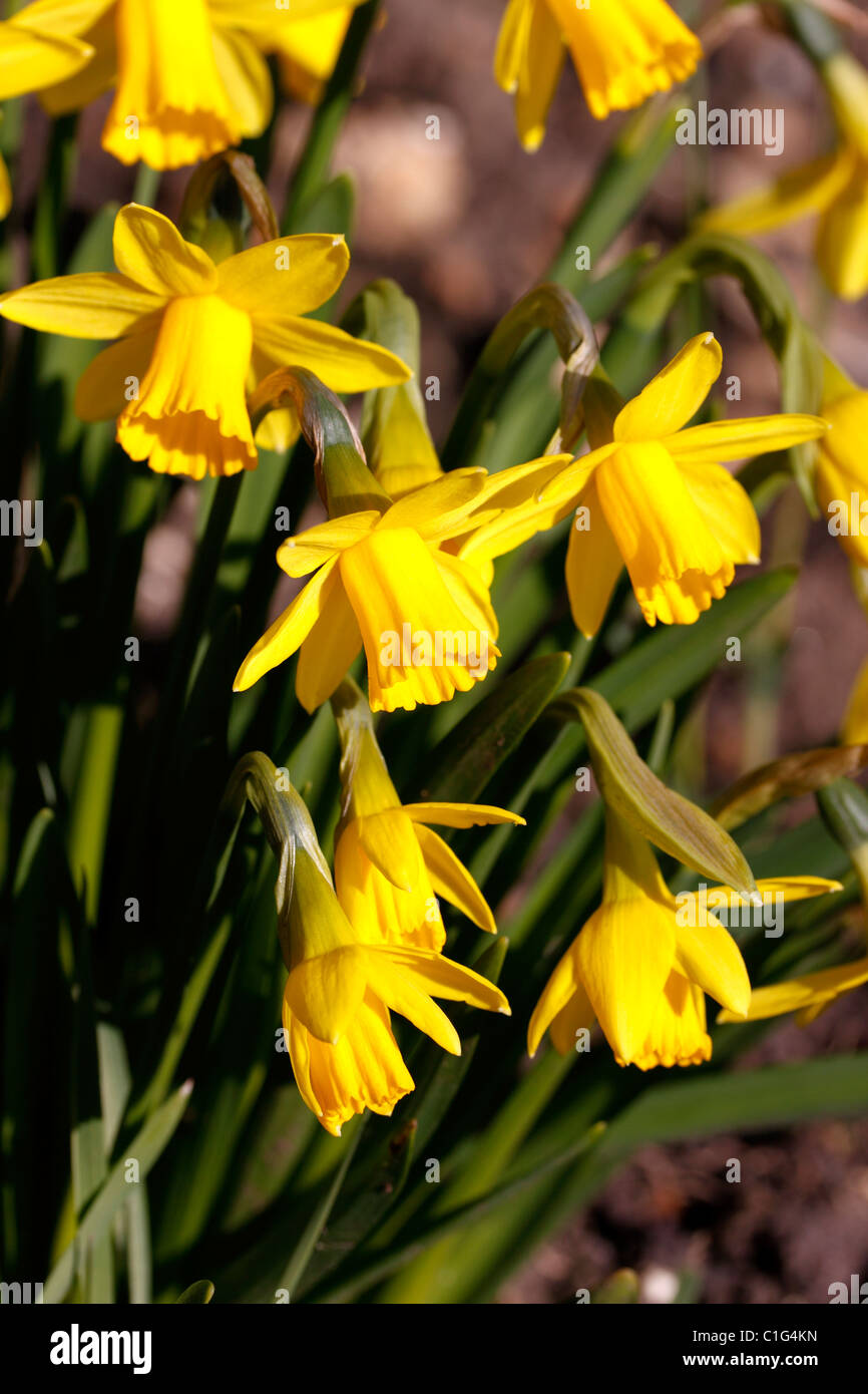 NARCISSUS DAFFODIL. TETE - a - tete. Foto Stock