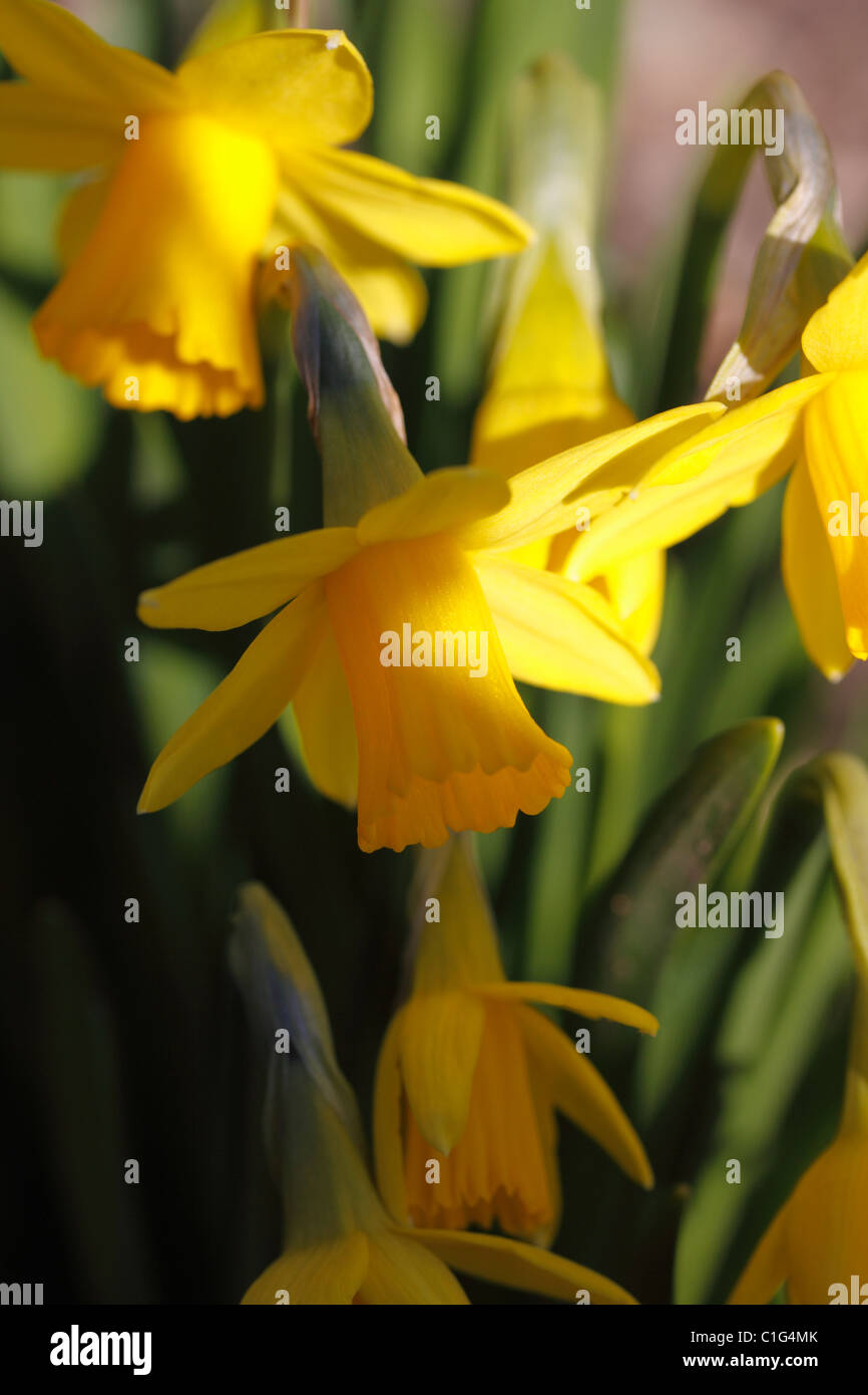 NARCISSUS DAFFODIL. TETE - a - tete. Foto Stock